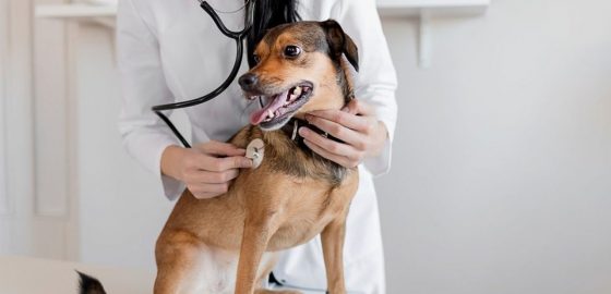 EDITAL DE CREDENCIAMENTO Nº 005/2025 – MÉDICOS VETERINÁRIOS